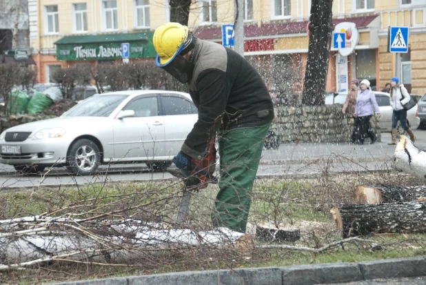 На проспекте Ленина опять спиливают деревья. 16 апреля 2016 года.