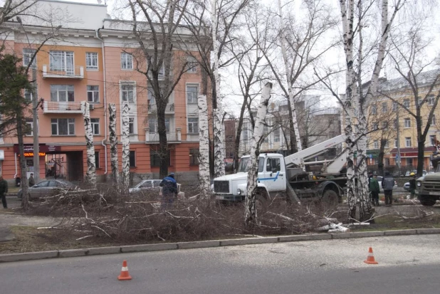 На проспекте Ленина опять спиливают деревья. 16 апреля 2016 года.