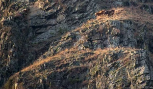 Коровы на алтайской горе.