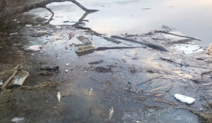 Мертвая рыба и мусор у яхт-клуба под Барнаулом.