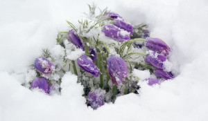 Первые весенние цветы в снегу.