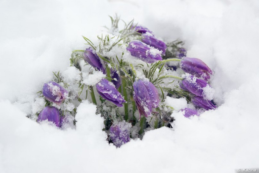 Первые весенние цветы в снегу.