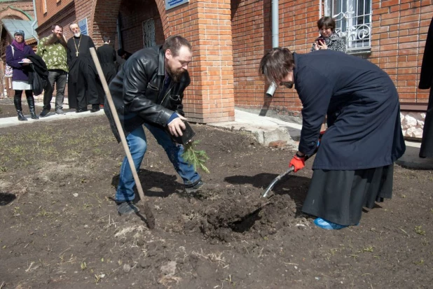 Митрополит Сергий высадил ели.