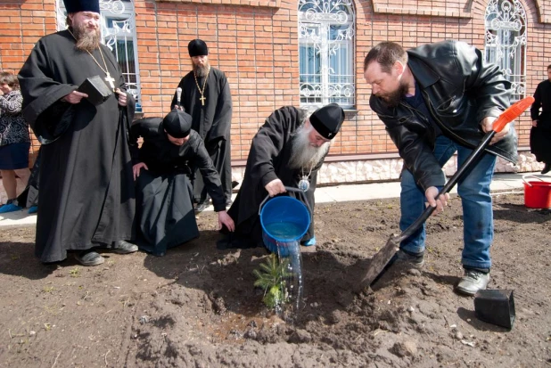 Митрополит Сергий высадил ели.