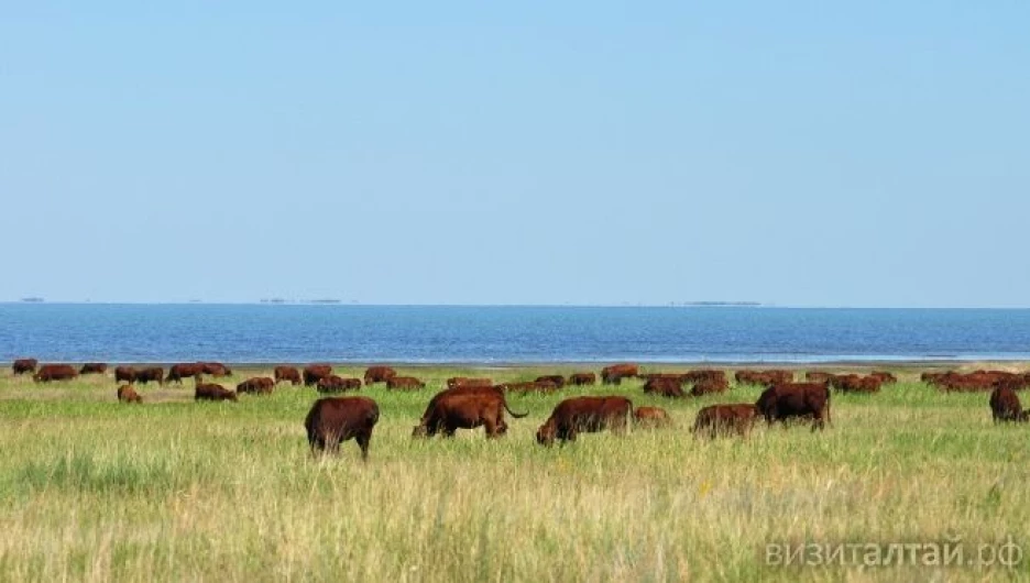 Кулундинская степь фото