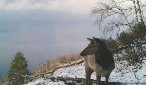Марал в Алтайском биосферном заповеднике.