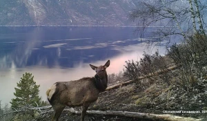 Марал в Алтайском биосферном заповеднике.