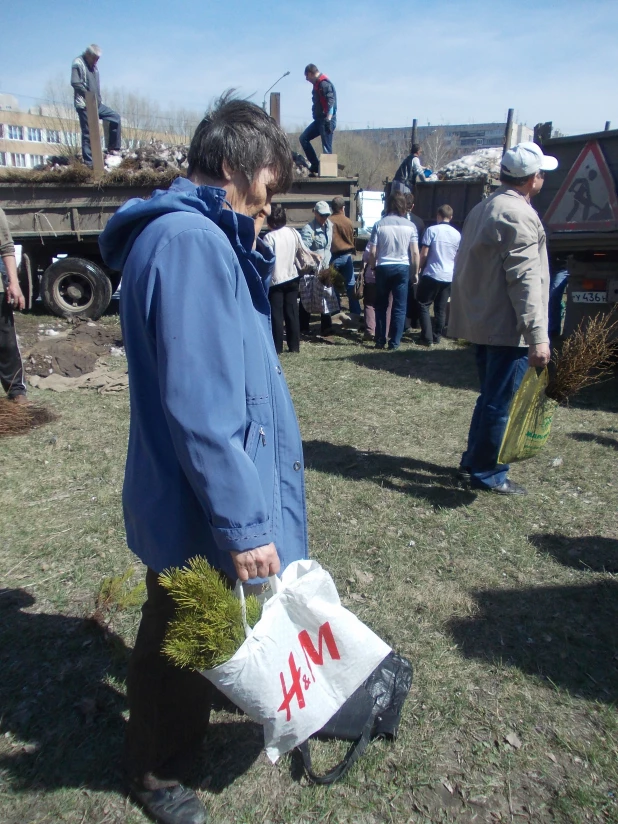 Барнаульцам бесплатно раздали сосны и лиственницы.