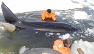 Сотрудники МЧС спасают косатку Вилли.