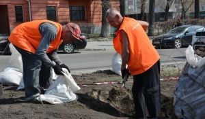 На пр. Ленина высаживают березы.