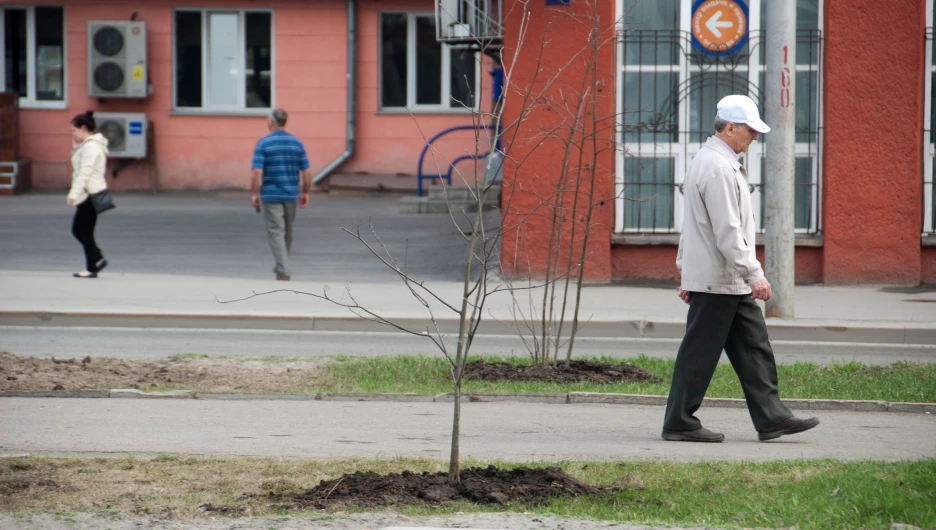 Новые деревья на проспекте Ленина в Барнауле.