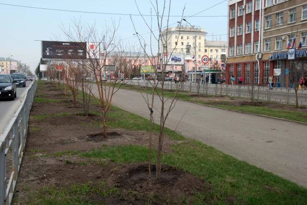 Новые деревья на проспекте Ленина в Барнауле.