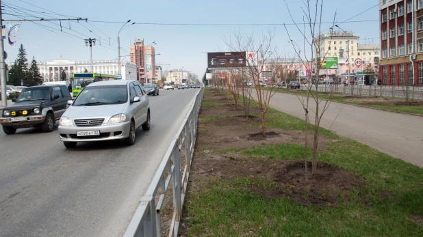 Новые деревья на проспекте Ленина в Барнауле.