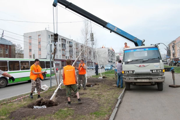 Новые деревья на проспекте Ленина в Барнауле.