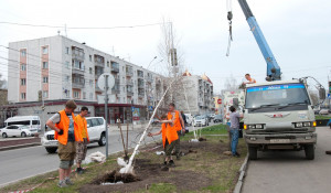 Новые деревья на проспекте Ленина в Барнауле.