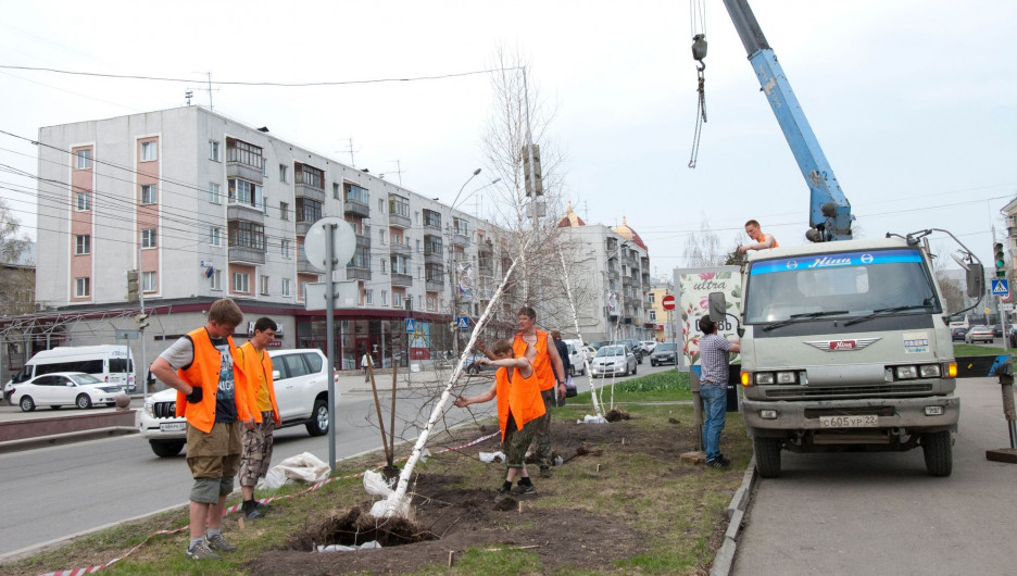 Новые деревья на проспекте Ленина в Барнауле.