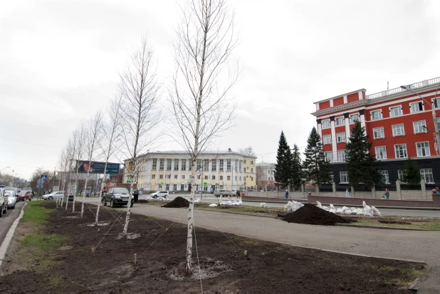 Новые деревья на проспекте Ленина в Барнауле.