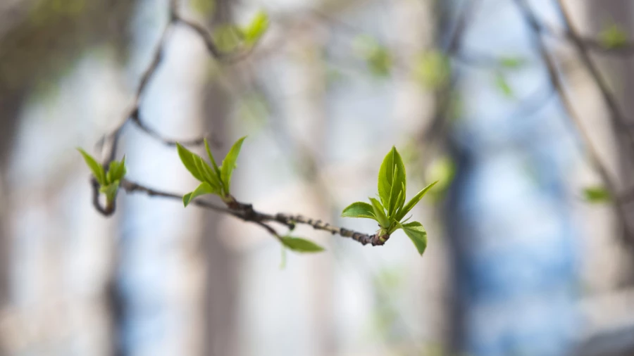 Весна, листья распускаются. 