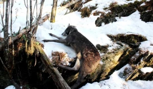 Задавленная в браконьерской петле кабарга (самец).