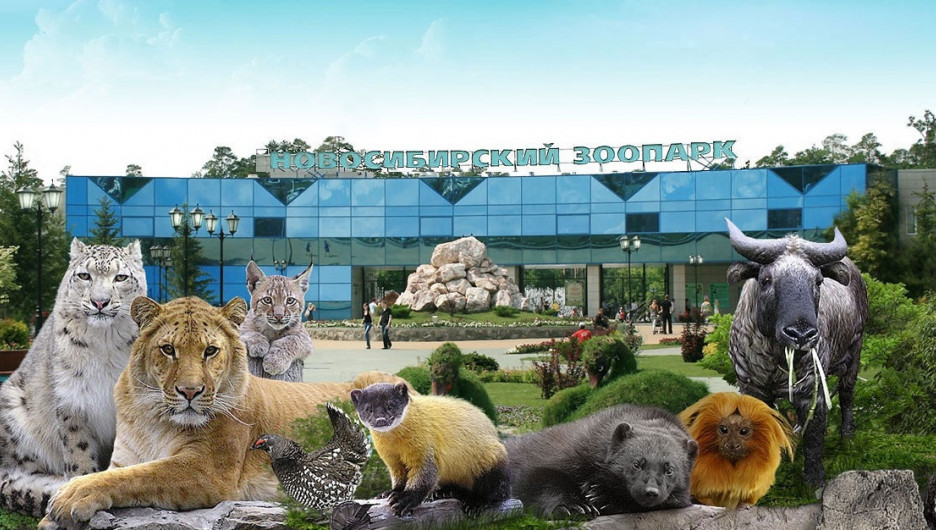 Зарплаты руководства зоопарка оказались самыми высокими среди культурных мест Новосибирска