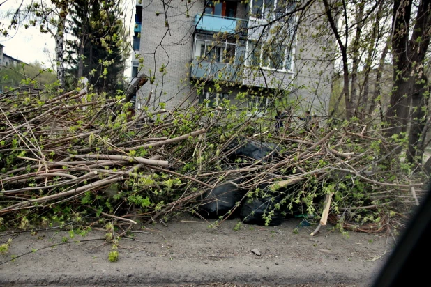 Барнаульские растения в апреле.