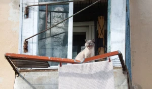 Кошка орет.