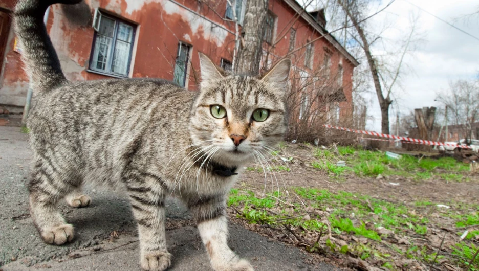 Кошка вышла на солнце.