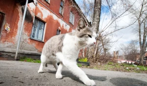 Кошка вышла на солнце.