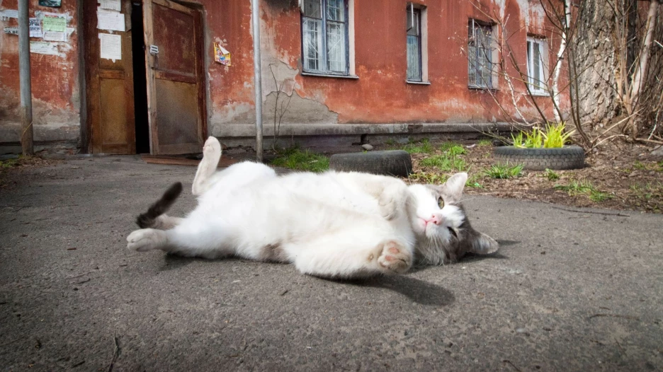 Кошка нежится на солнце.