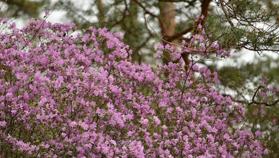 В Алтайском крае цветёт маральник