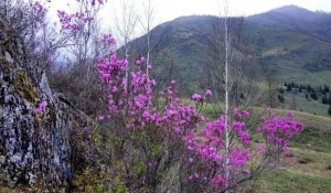 В Алтайском крае цветёт маральник