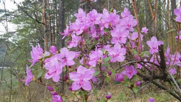 В Алтайском крае цветёт маральник