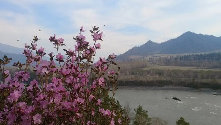 В Алтайском крае цветёт маральник
