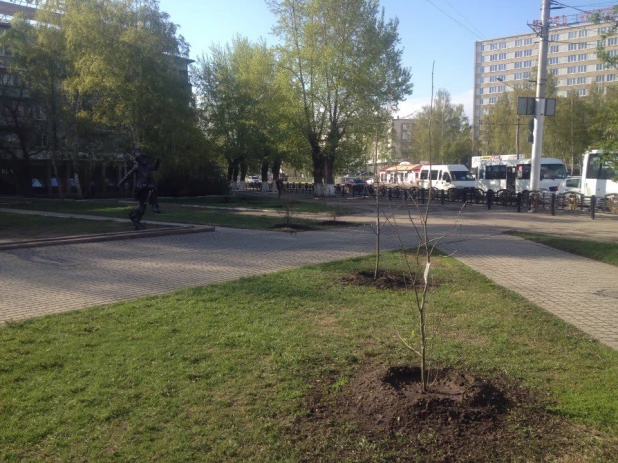 В Барнауле украли деревья со свежепосаженного леса Победы.