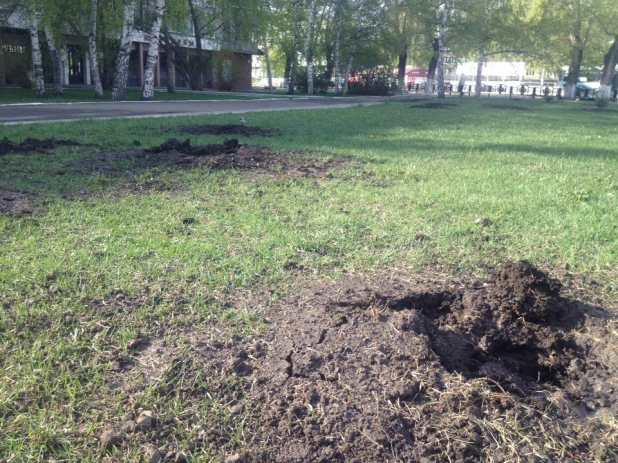 В Барнауле украли деревья со свежепосаженного леса Победы.