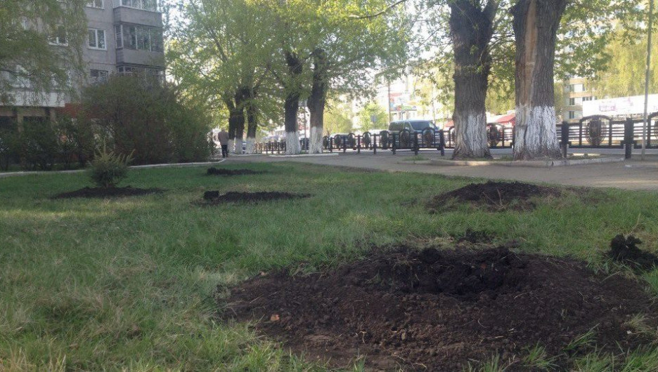 В Барнауле украли деревья со свежепосаженного леса Победы.