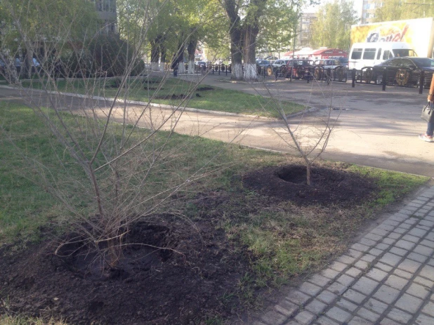 В Барнауле украли деревья со свежепосаженного леса Победы.