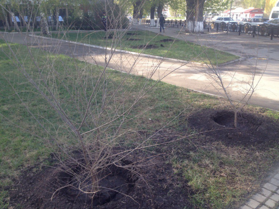 В Барнауле украли деревья со свежепосаженного леса Победы.