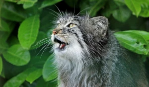 Манул, дикая кошка.