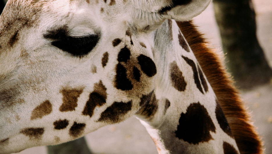 Жираф.