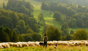 Пастух. Овцы.
