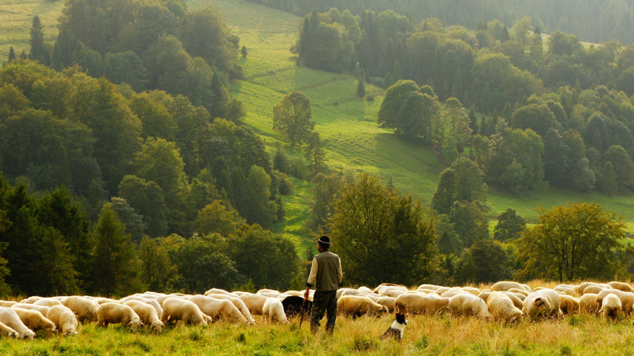 Пастух. Овцы.