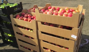 В Алтайском крае уничтожили 390 кг санкционных польских яблок.