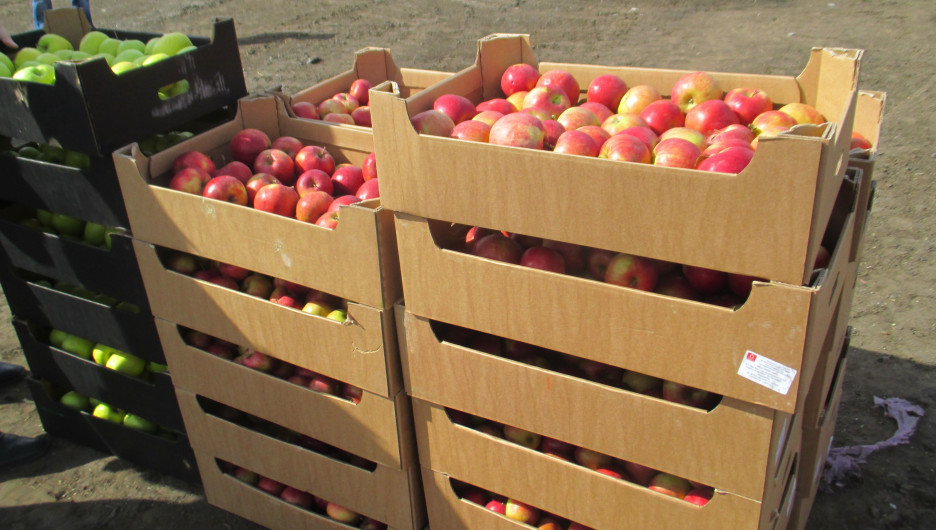 В Алтайском крае уничтожили 390 кг санкционных польских яблок.