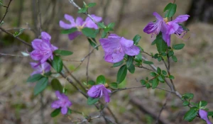 Праздник "Цветение Маральника", 30 апреля 2016 года.