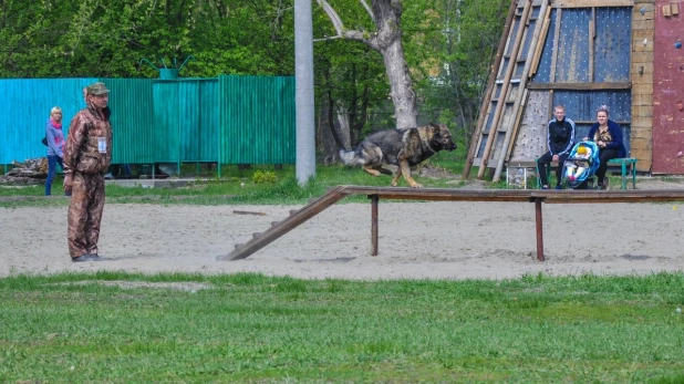 Соревнования по спортивно-прикладному собаководству "Друг полка".