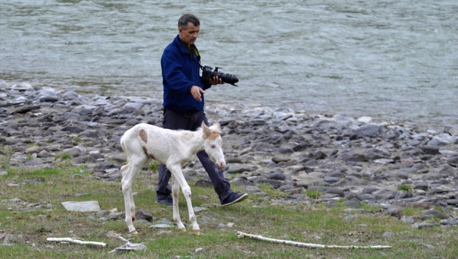 В Горном Алтае туристы спасли жеребенка.