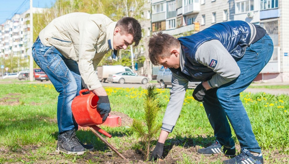 В городах и селах Алтайского края высадили 1 млн новых деревьев.