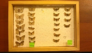 Шелкопряд-монашенка и совка сосновая.