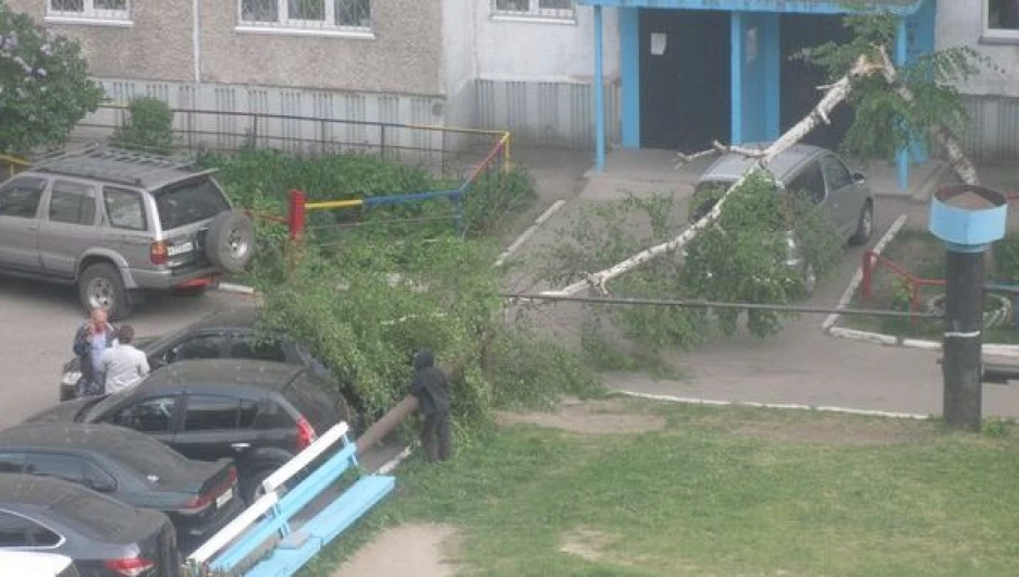 Дерево упало на автомобили.